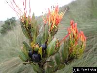 Tristerix longibracteatus image