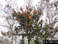 Tristerix longibracteatus image