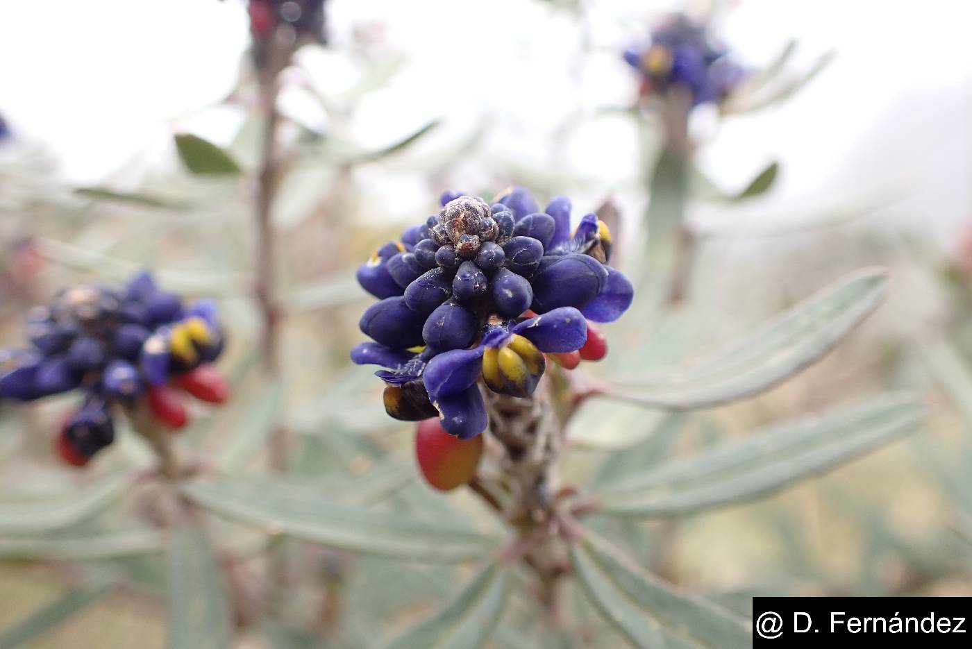 Monnina crassifolia image