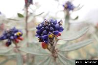 Monnina crassifolia image