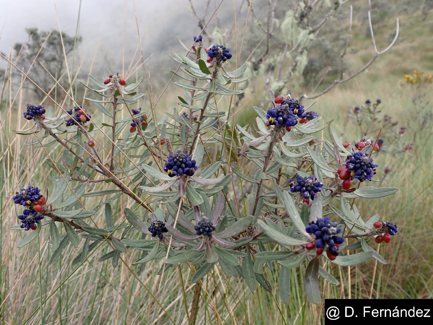 Monnina crassifolia image