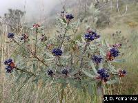 Image of Monnina crassifolia