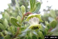 Escallonia myrtilloides image