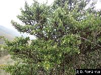 Escallonia myrtilloides image