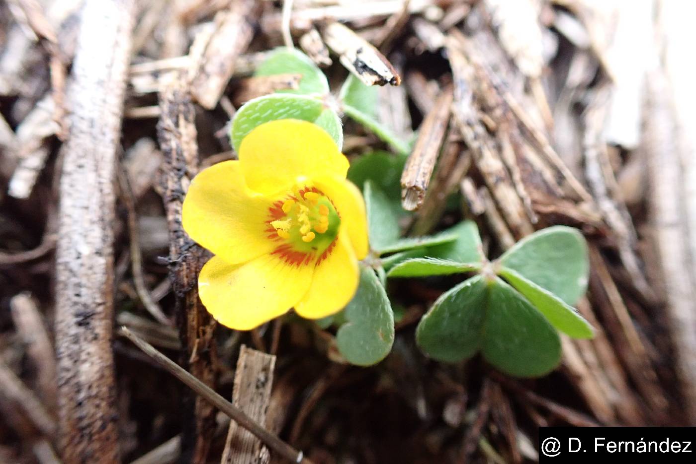 Oxalis corniculata image