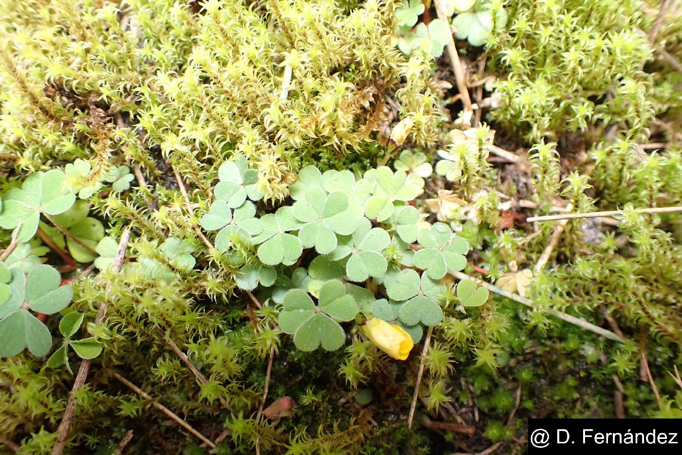 Oxalis corniculata image