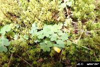 Oxalis corniculata image