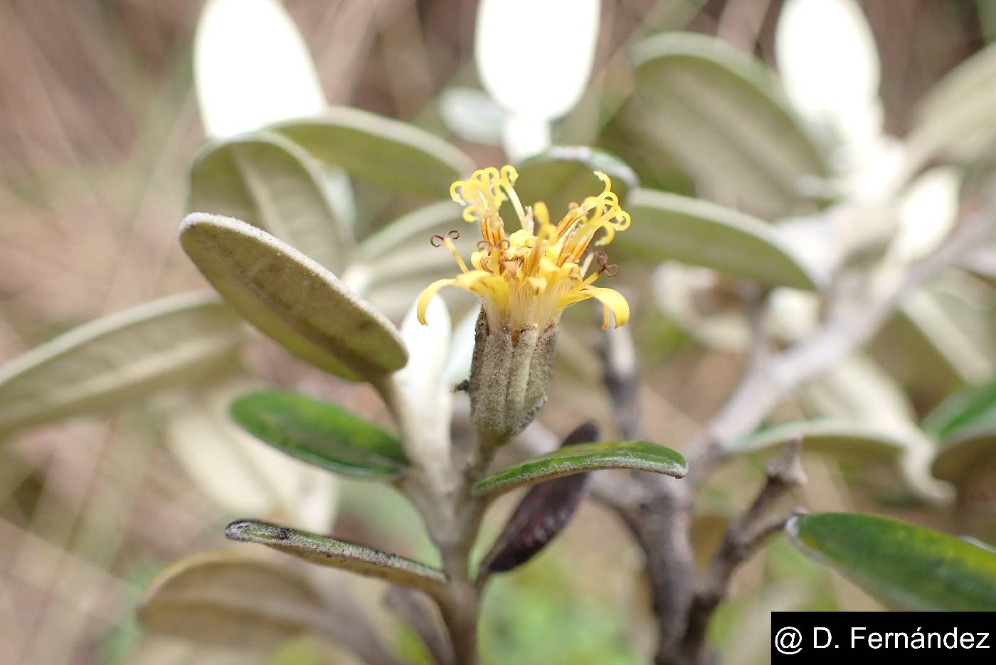 Gynoxys buxifolia image