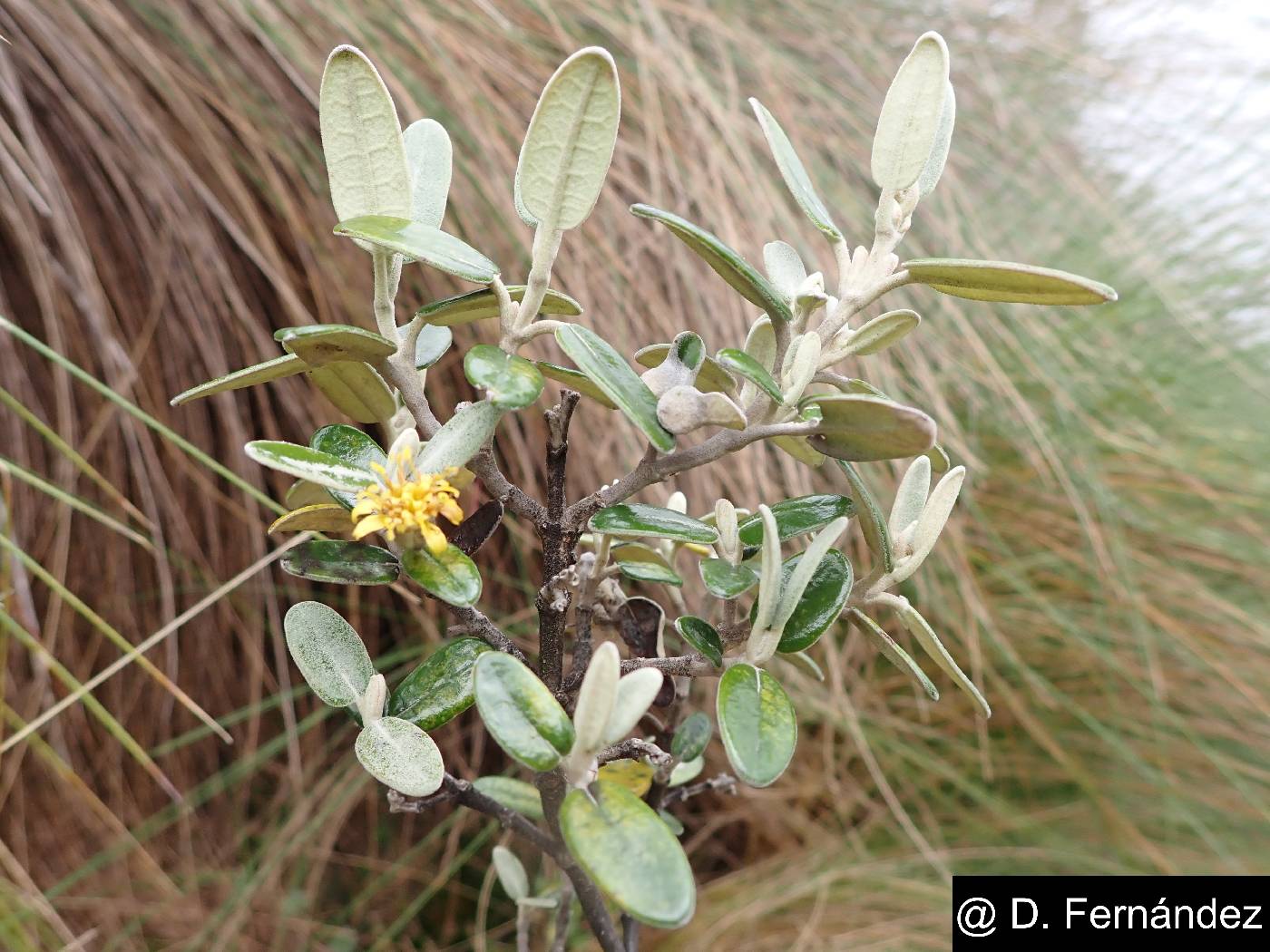 Gynoxys buxifolia image