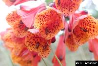 Bomarea multiflora image