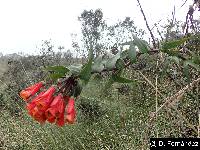 Bomarea multiflora image