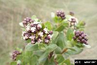 Baccharis teindalensis image