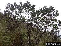 Baccharis teindalensis image