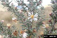 Diplostephium ericoides image