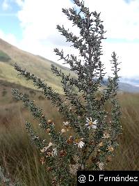 Diplostephium ericoides image