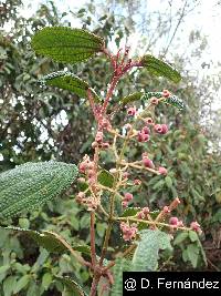 Miconia papillosa image