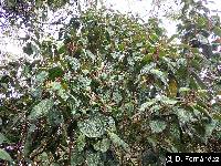 Miconia papillosa image