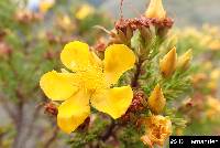 Hypericum laricifolium image