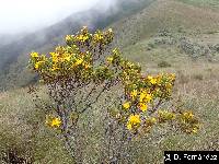 Hypericum laricifolium image