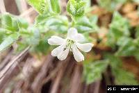 Stellaria recurvata image