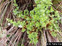 Stellaria recurvata image