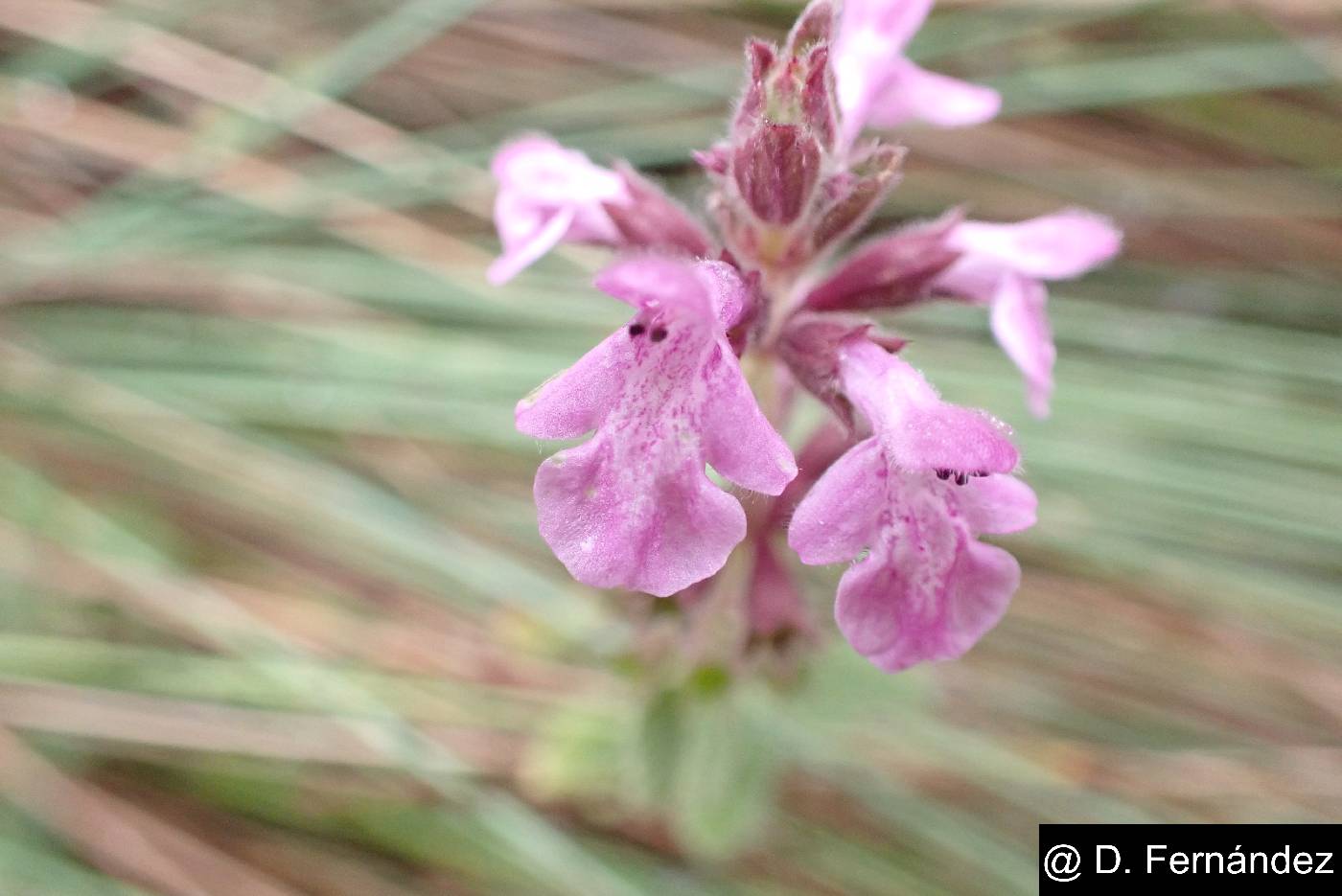 Stachys elliptica image