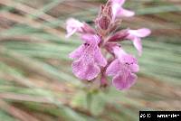 Stachys elliptica image