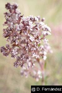 Valeriana microphylla image
