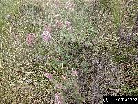 Valeriana microphylla image