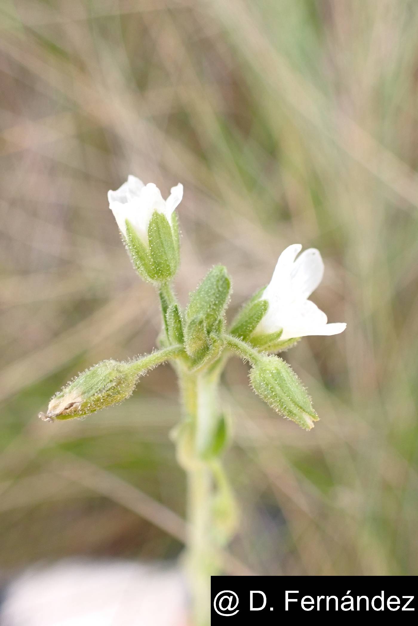 Cerastium danguyi image