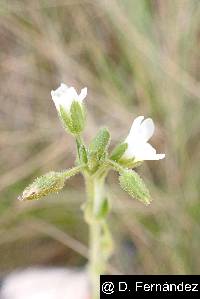 Cerastium danguyi image