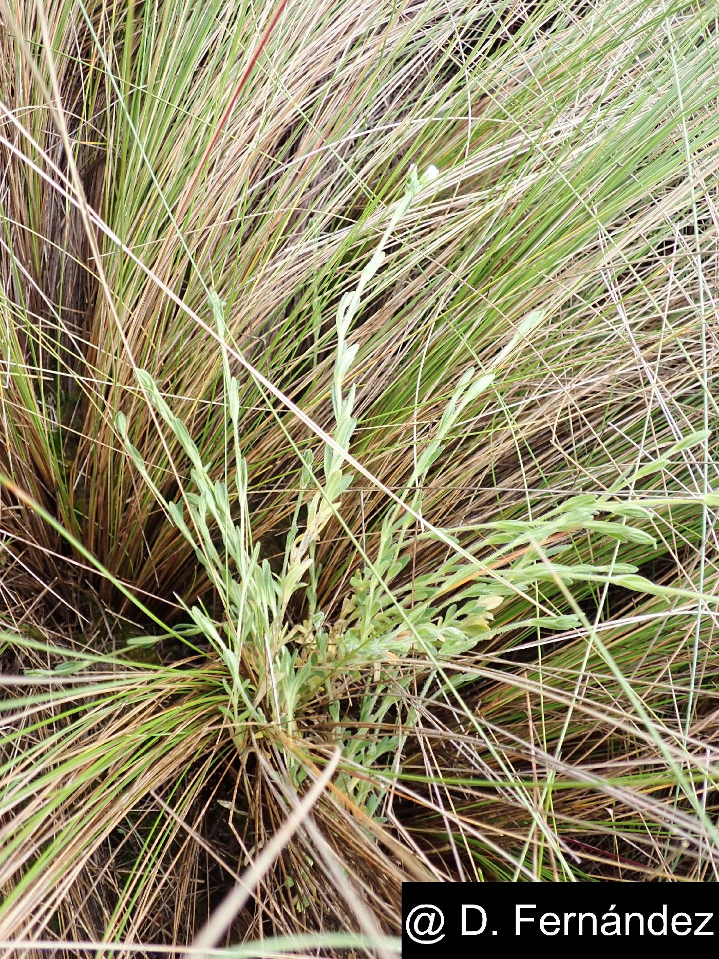 Cerastium danguyi image