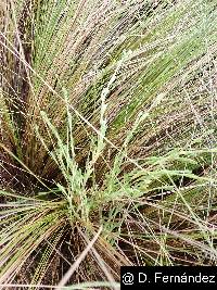 Image of Cerastium danguyi