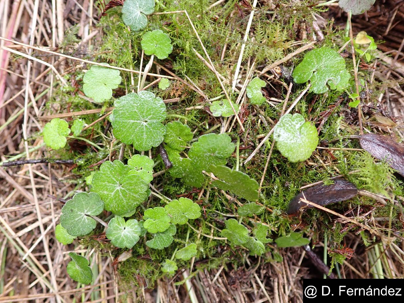 Hydrocotyle bonplandii image
