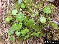 Image of Hydrocotyle bonplandii