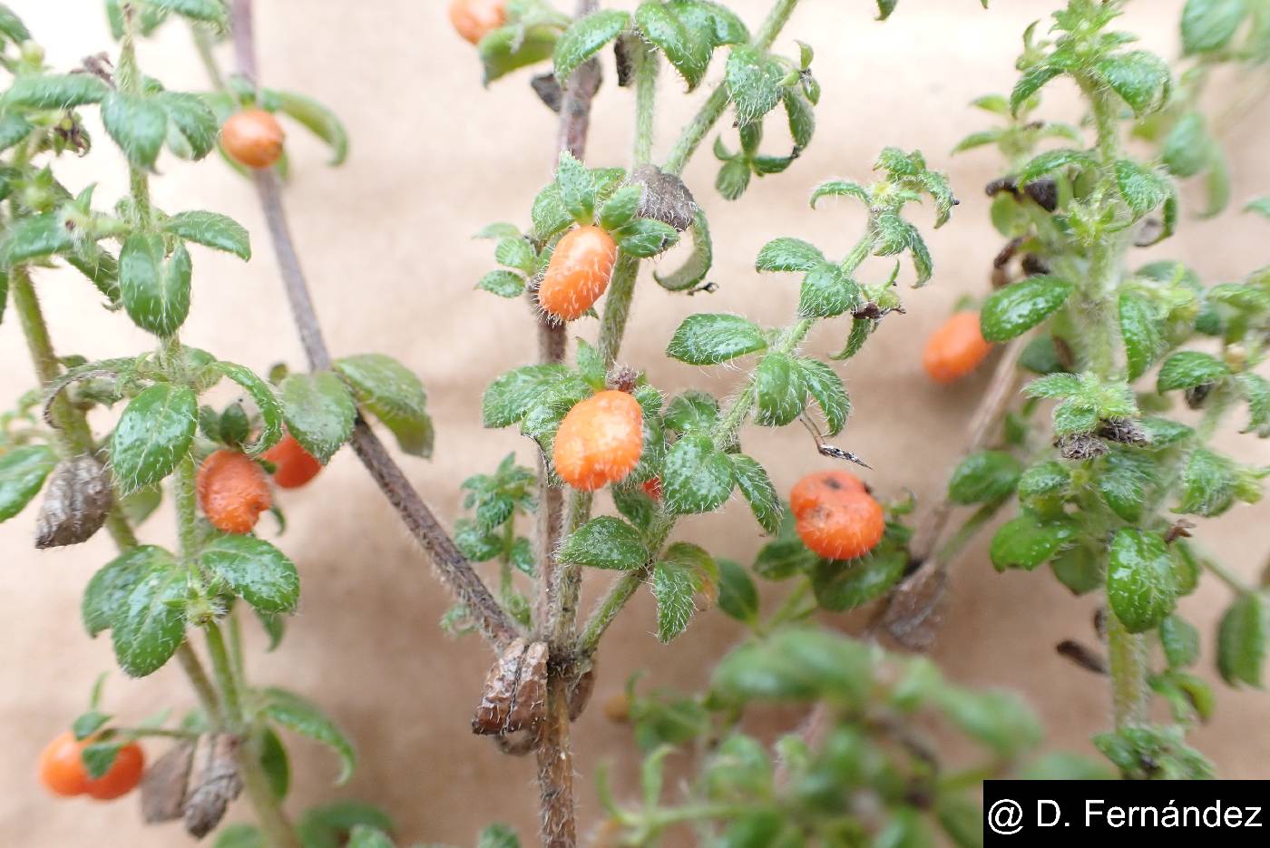 Galium hypocarpium image