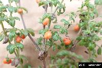 Galium hypocarpium image