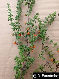 Galium hypocarpium image