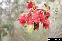 Brachyotum ledifolium image