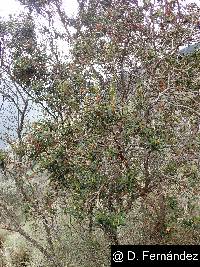 Brachyotum ledifolium image