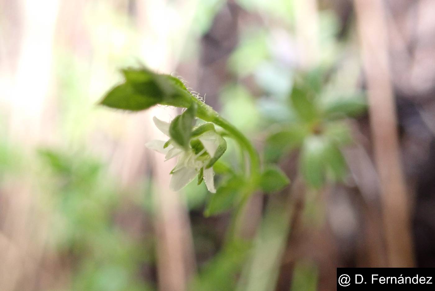 Arenaria lanuginosa image