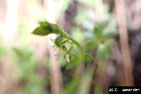Arenaria lanuginosa image