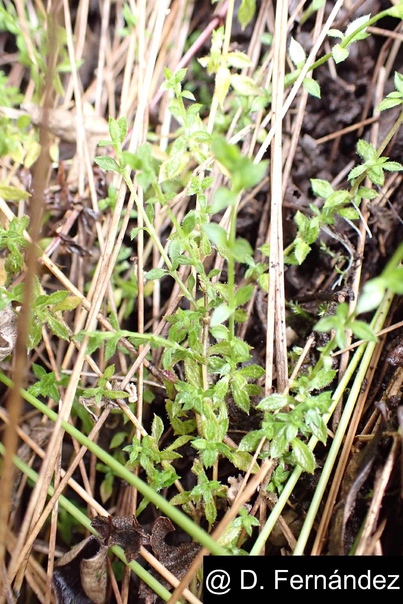 Arenaria lanuginosa image