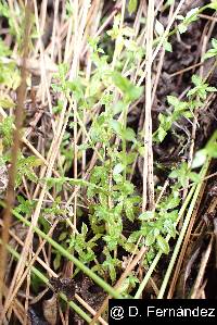 Image of Arenaria lanuginosa
