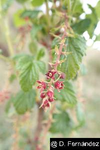 Image of Ribes andicola