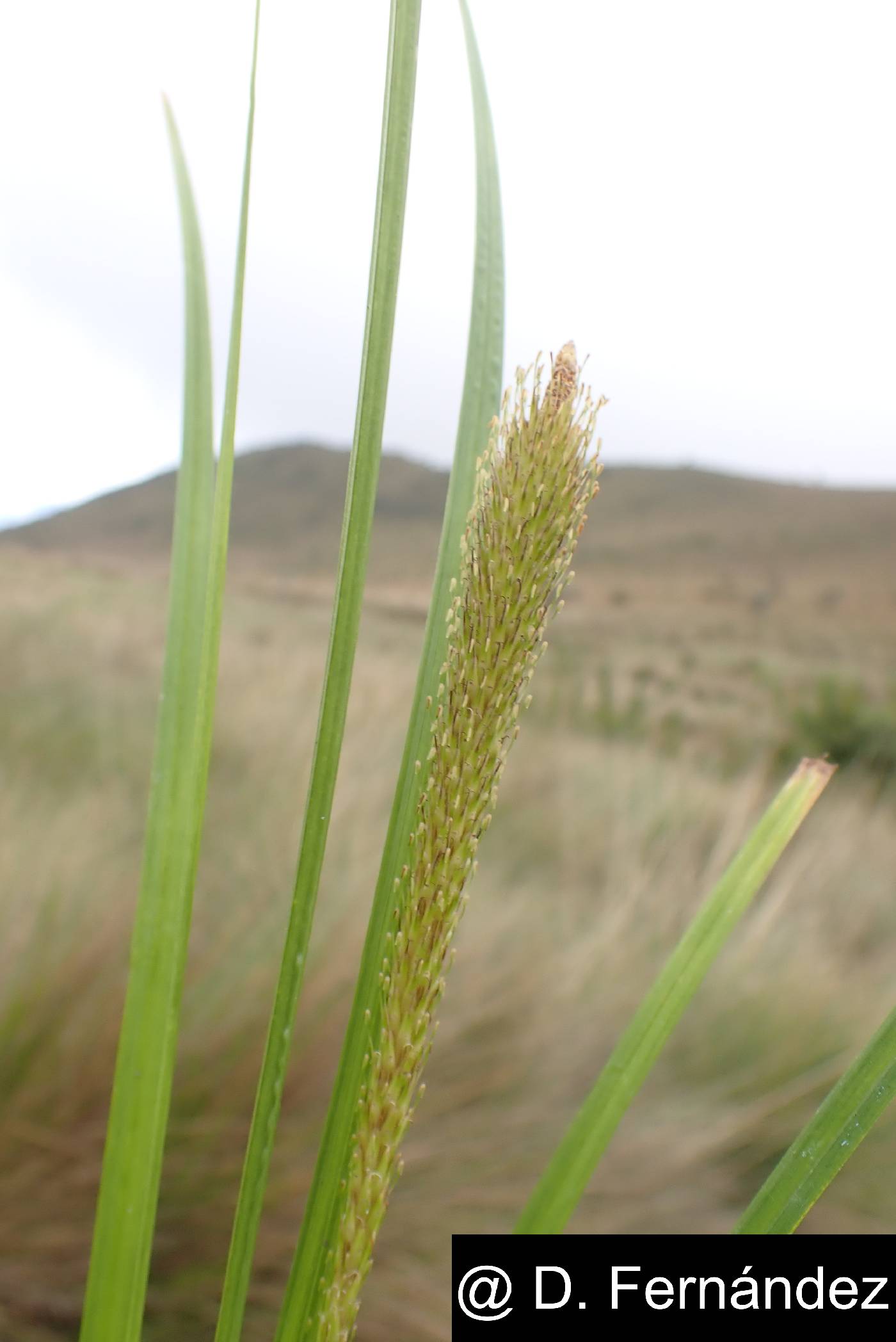 Carex phleoides image