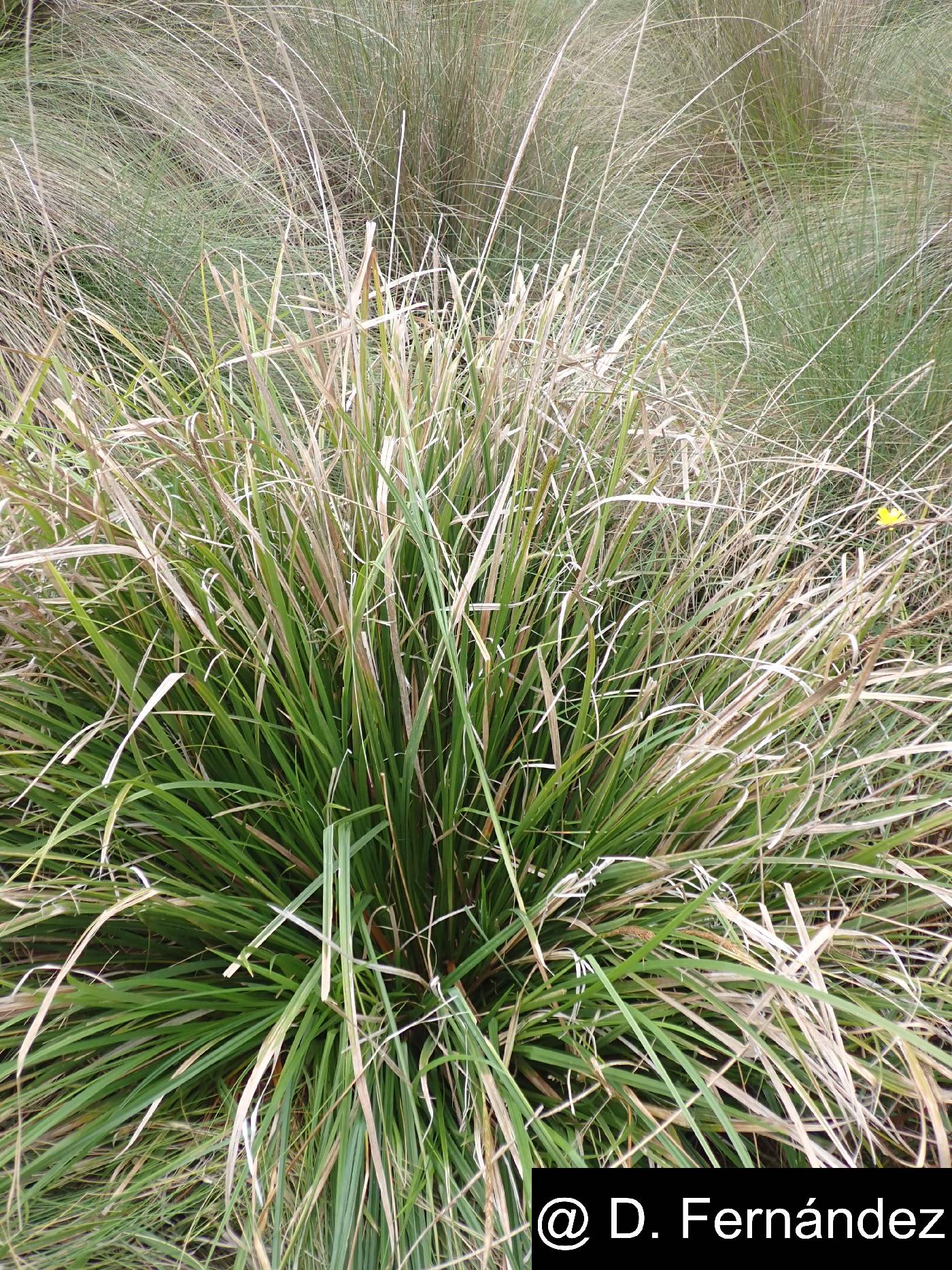 Carex phleoides image
