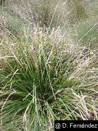 Image of Carex phleoides