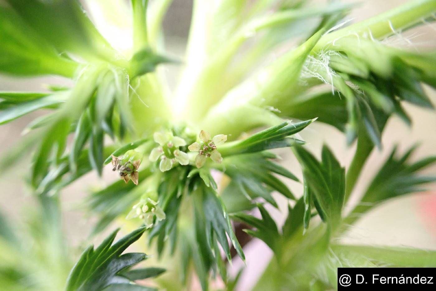 Azorella pedunculata image