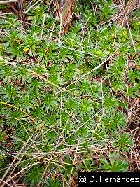 Azorella pedunculata image